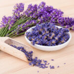 Lavender ( Lavandula )